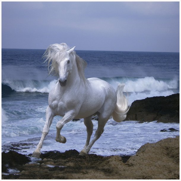 Canvas, White Horse, 30x30cm