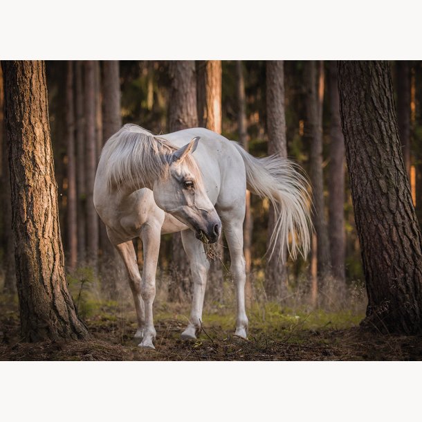 Canvas, White horse, 50x70cm