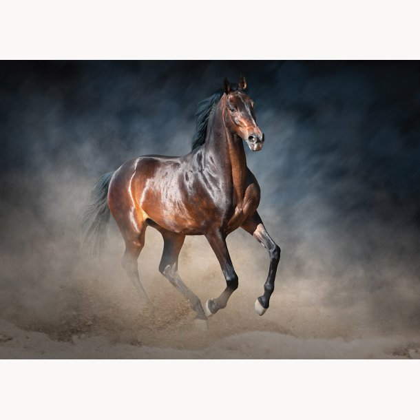 Canvas, Brown horse, 50x70cm