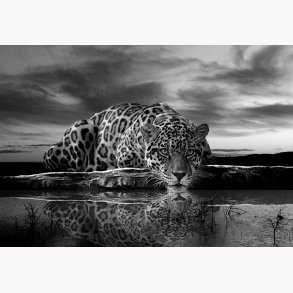 Canvas, Leopard, 80x116cm