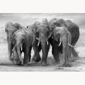 Canvas,Elephant, 80x116cm