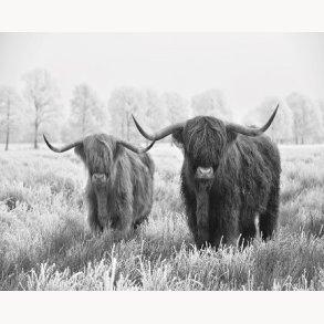 Canvas Longhair Cow PG70