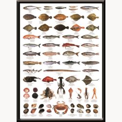 Framed picture - Hobby, fish species
