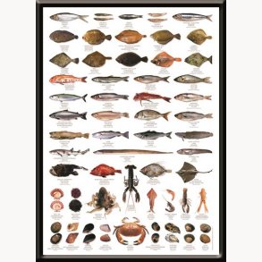 Framed picture - Hobby, fish species