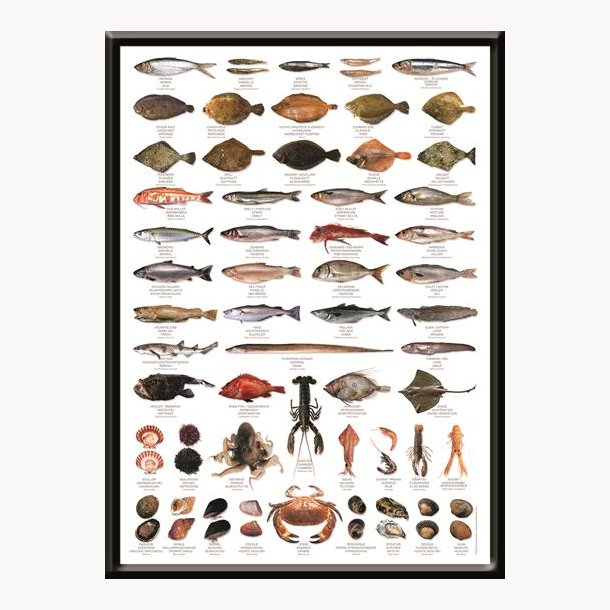 Framed picture - Hobby, fish species