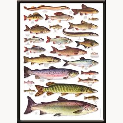 Framed picture - Hobby, fish species